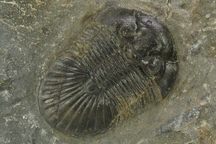 Scabriscutellum Trilobite - Nice Shell Detail #273799